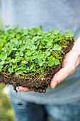 Hands holding a patch of clover: creeping clover can be laid in a patch like grass.