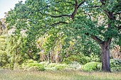 English oak (Quercus robur) in a garden