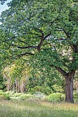 English oak (Quercus robur) in a garden