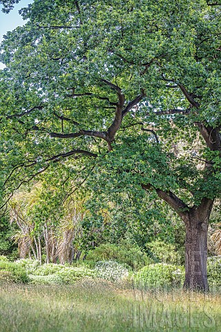 English_oak_Quercus_robur_in_a_garden