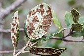 Upside of holm oak (Quercus ilex) leaves affected by holm oak gall mite (Aceria ilicis), Alpes Maritimes, France