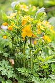 Celandine poppy (Stylophorum diphyllum) flowers, Pas-de-Calais, France