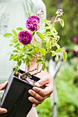 Man holding an old rose in a container, ready for planting.