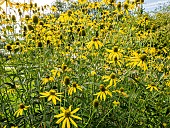 Cut-leaved Coneflower, Rudbeckia laciniata Plena, flowers