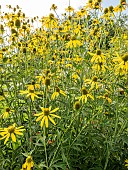 Cut-leaved Coneflower, Rudbeckia laciniata Plena, flowers
