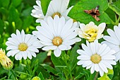 Cape daisy ecklonis Akila Daisy White, Osteospermum ecklonis Akila Daisy White, flowers