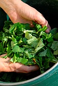 Rhubarb plant extract preparation