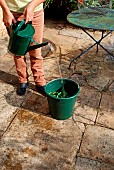 Rhubarb plant extract preparation