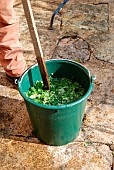 Rhubarb plant extract preparation