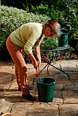 Rhubarb plant extract preparation