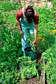 Radish tops plant extract, preparation