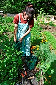 Radish tops plant extract, preparation