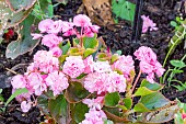 Begonia semperflorens Gustave Rose, flowers
