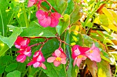 Begonia semperflorens Dragon Wing Red, flowers