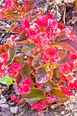 Begonia semperflorens Senator Red, flowers