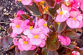 Begonia semperflorens Senator Rose, flowers