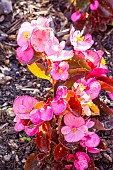 Begonia semperflorens Senator Rose, flowers