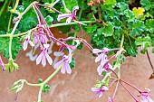 Scented geranium, Pelargonium Brilliantine, flowers