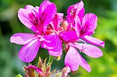 Scented leaf Pelargonium, Pelargonium Purple Unique, flowers
