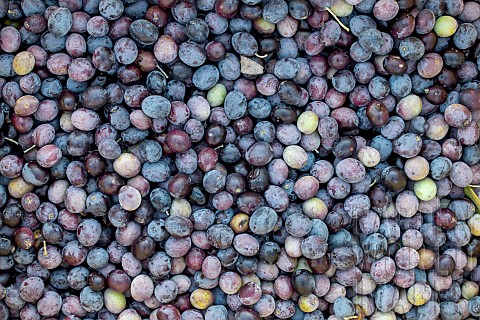 Freshly_harvested_ripe_Olives_Aglandau_BouchesduRhone_France