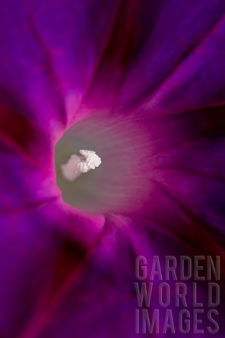 Common_morning_glory_Ipomoea_purpurea_flower_closeup_Gard_France