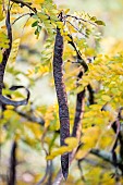 Honey locust (Gleditsia triacanthos) seed pods in autumn, Gard, France