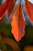 Cherry (Prunus sp.), close-up of autumn leaves