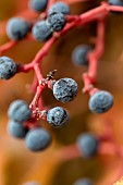 Parthenocissus close-up berries in autumn