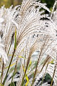 Eulalia (Miscanthus sinensis) flowers in november, Loire, France