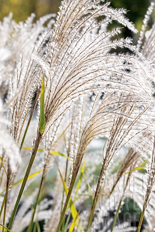Eulalia_Miscanthus_sinensis_flowers_in_november_Loire_France
