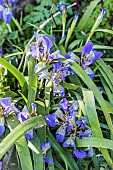 Clump of Lazistan iris (Iris lazica) in bloom in February.