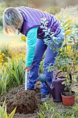 Woman planting a Brazilian guava tree (Feijoa, or Acca), late in the day, in spring.