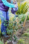 Woman planting a Brazilian guava tree (Feijoa, or Acca), late in the day, in spring.