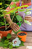 Woman taking a hibiscus cutting, in summer. Dressing the cutting: the foliage is removed from the lower part of the cutting.