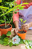 Woman taking a hibiscus cutting, in summer.