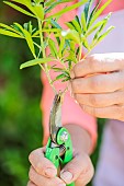 Preparation of a cutting with a heel of a Mexican orange tree (Choisya ternata): the cuttings are separated with a portion of the stem at their base, forming the heel, which is more favourable for taking the cutting.