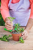 Cutting of the Mexican orange tree (Choisya ternata) in summer.