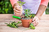 Cutting of the Mexican orange tree (Choisya ternata) in summer.