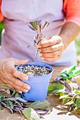 Cutting out sage (Salvia officinalis Purpurea) in summer.