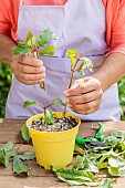 Woman cutting fuchsias in summer. Technique of taking cuttings from a portion of the stem.