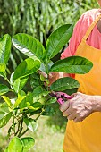 Pruning a citron (Citrus medica) in summer. The pruning product can be cuttings.