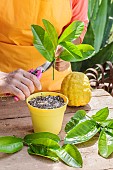 Pruning a citron (Citrus medica) in summer. Preparation of a stem tip.