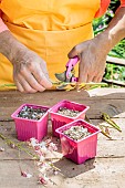 Cutting of Gaura, in summer. Selection of stem sections.