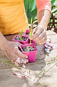 Cutting of Gaura, in summer. Potting the cuttings.