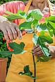 Cutting a fig tree in summer, step by step. Topping of the cutting (removal of the stem apex).