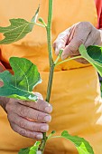 Cutting a fig tree in summer, step by step. Removal of figs in the process of formation (fig blanks).