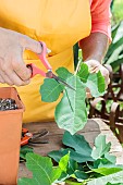 Cutting a fig tree in summer, step by step. Resizing the leaves at the top of the cutting.