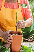 Cutting a fig tree in summer, step by step. Positioning in a high pot.