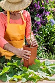 Cutting a fig tree in summer, step by step. Positioning in a high pot.