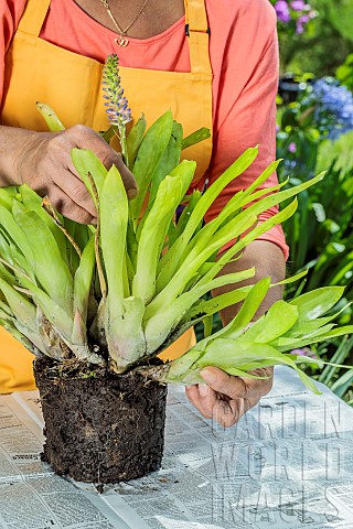 Woman_dividing_an_aechmea_in_summer_Separation_of_shoots_around_a_plant_that_has_flowered